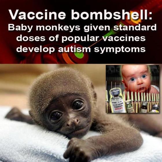 Catherine J. Frompovich ~ Monkeys Get Autism-Like Reactions To MMR & Other Vaccines  Monkey-vaccines